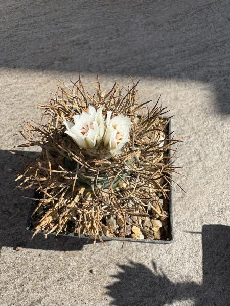 Turbinicarpus flaviflorus